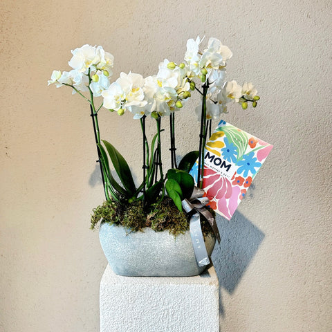 Special White Midi Orchid for Mother's Day
