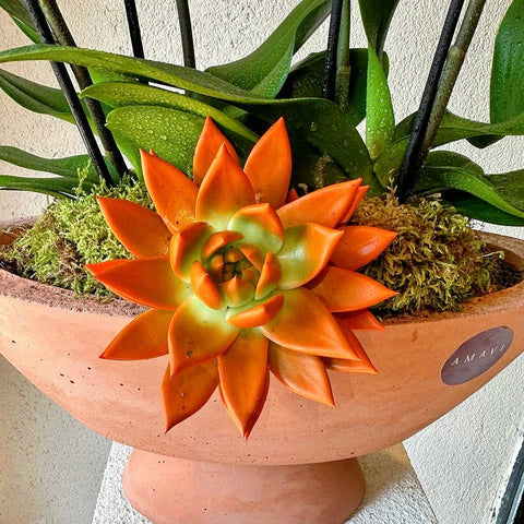 Premium Orchid in 4 Branch Salmon Concrete Vase 