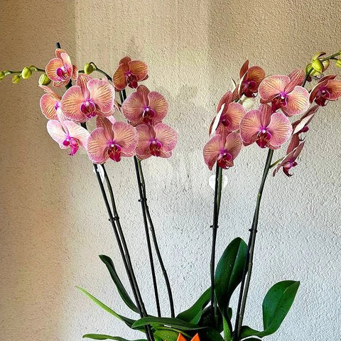 Premium Orchid in 4 Branch Salmon Concrete Vase 