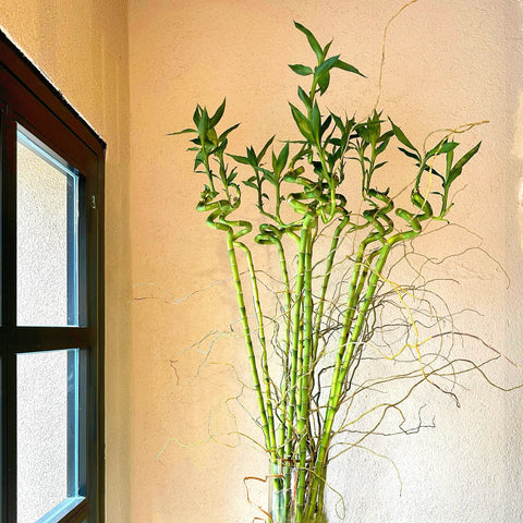 Manifest Bamboo in Glass Vase 110cm